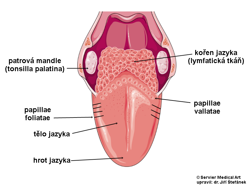 stavba jazyka
